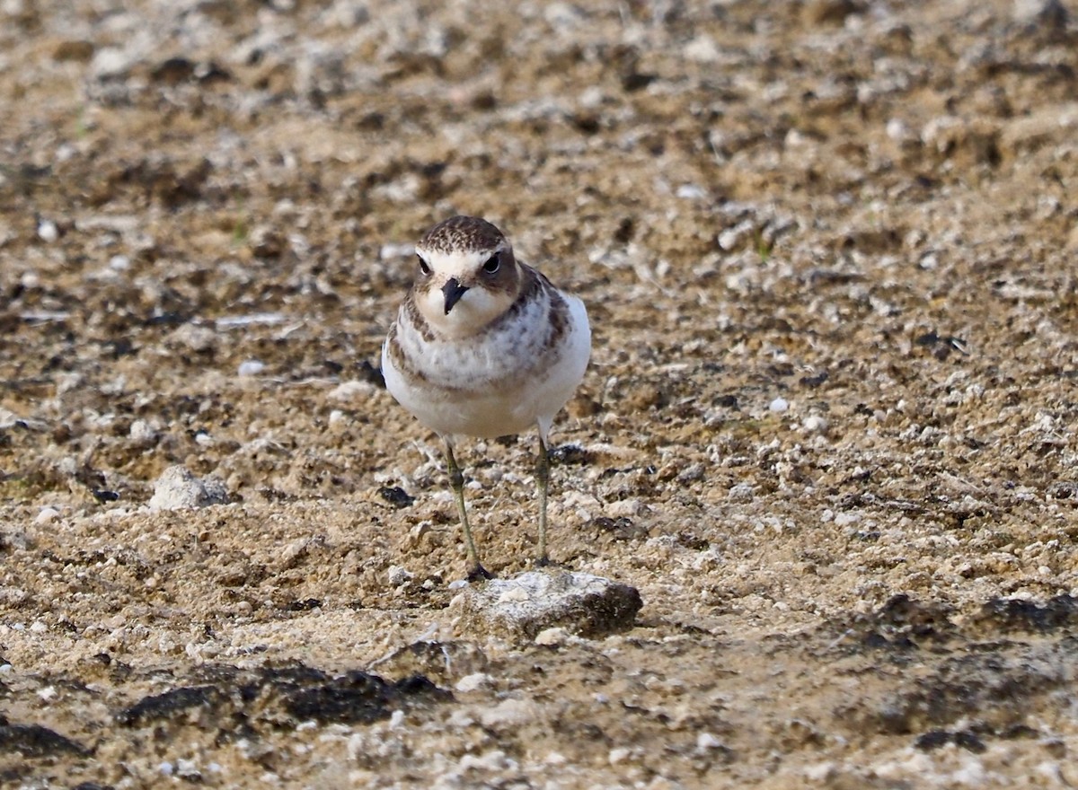 Double-banded Plover - ML429073801