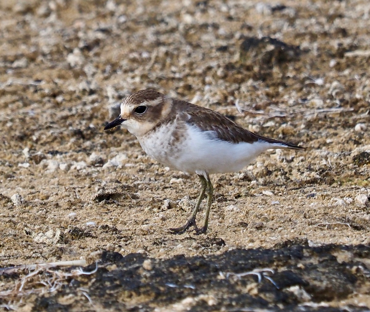 Double-banded Plover - ML429073821
