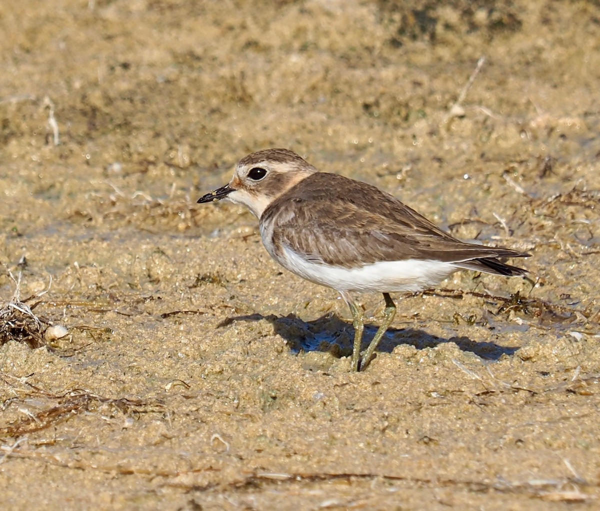 Double-banded Plover - Ken Glasson
