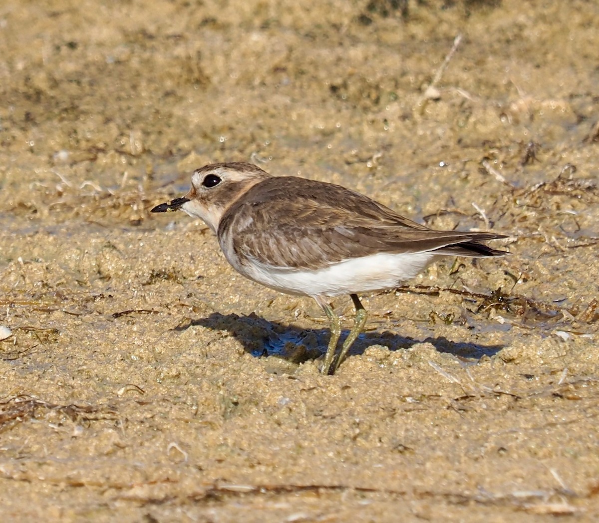 Double-banded Plover - ML429073841