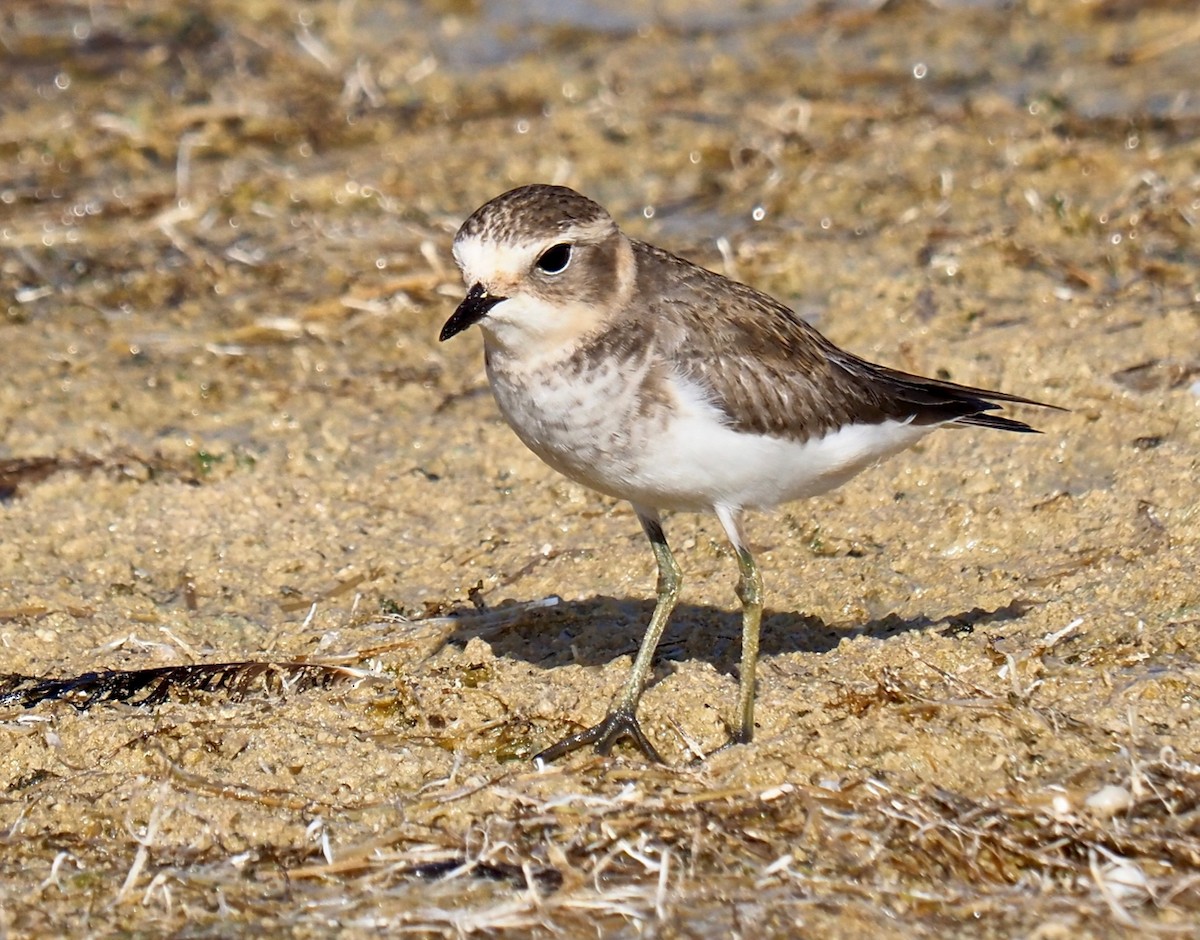 Double-banded Plover - ML429073871