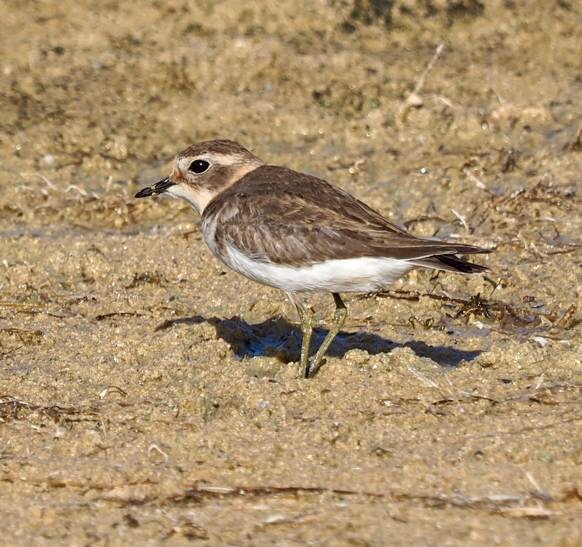 Double-banded Plover - ML429073911