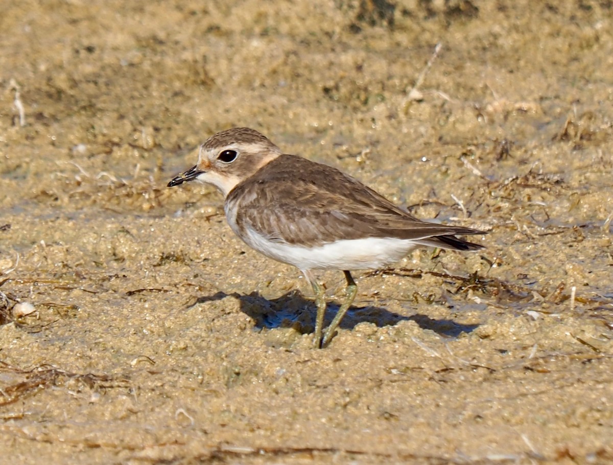 Double-banded Plover - ML429073961