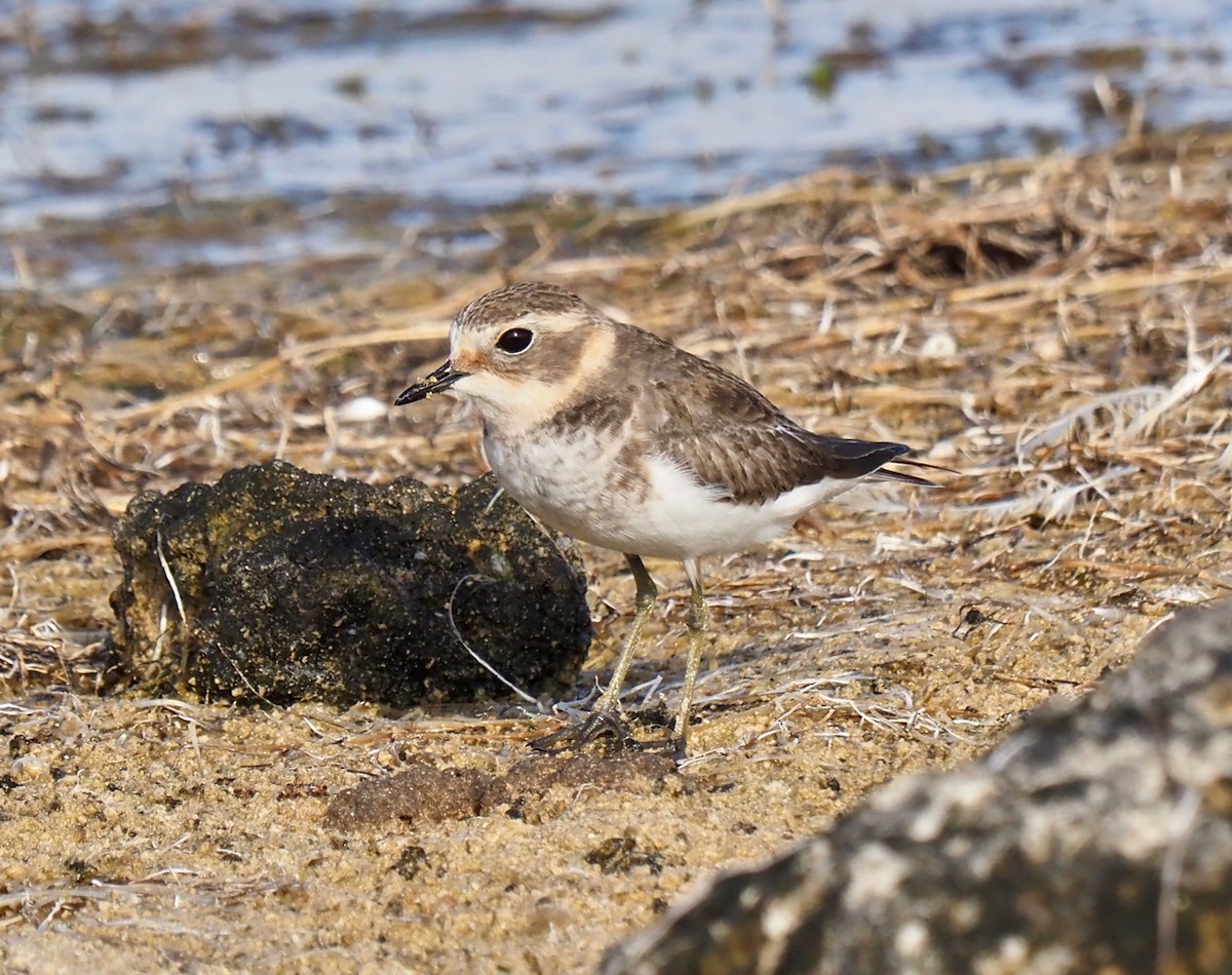 Double-banded Plover - ML429073971