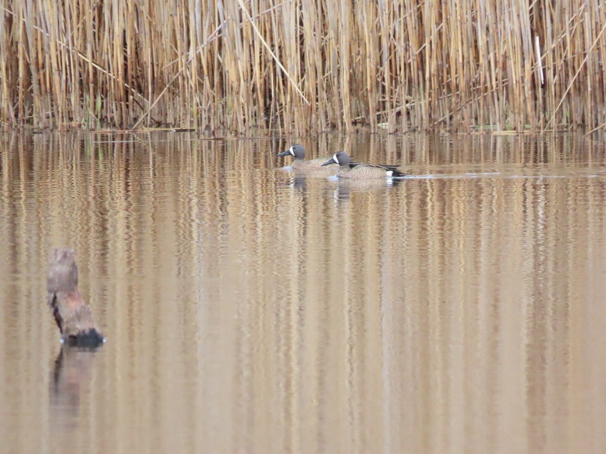 Blue-winged Teal - ML429077521