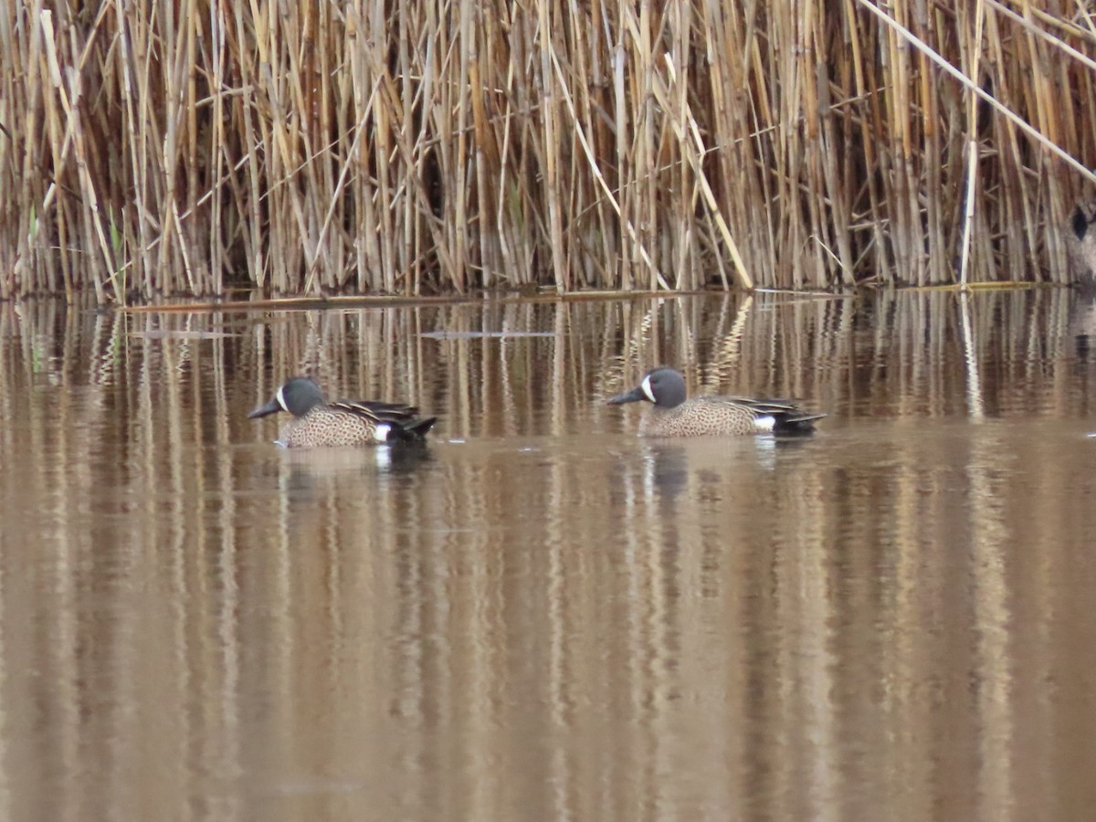 Blue-winged Teal - ML429077531