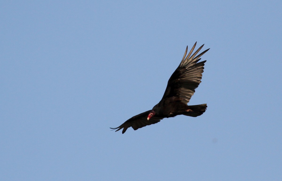 Turkey Vulture - ML42908091