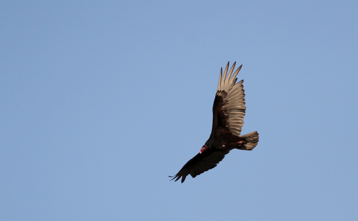 Turkey Vulture - ML42908101