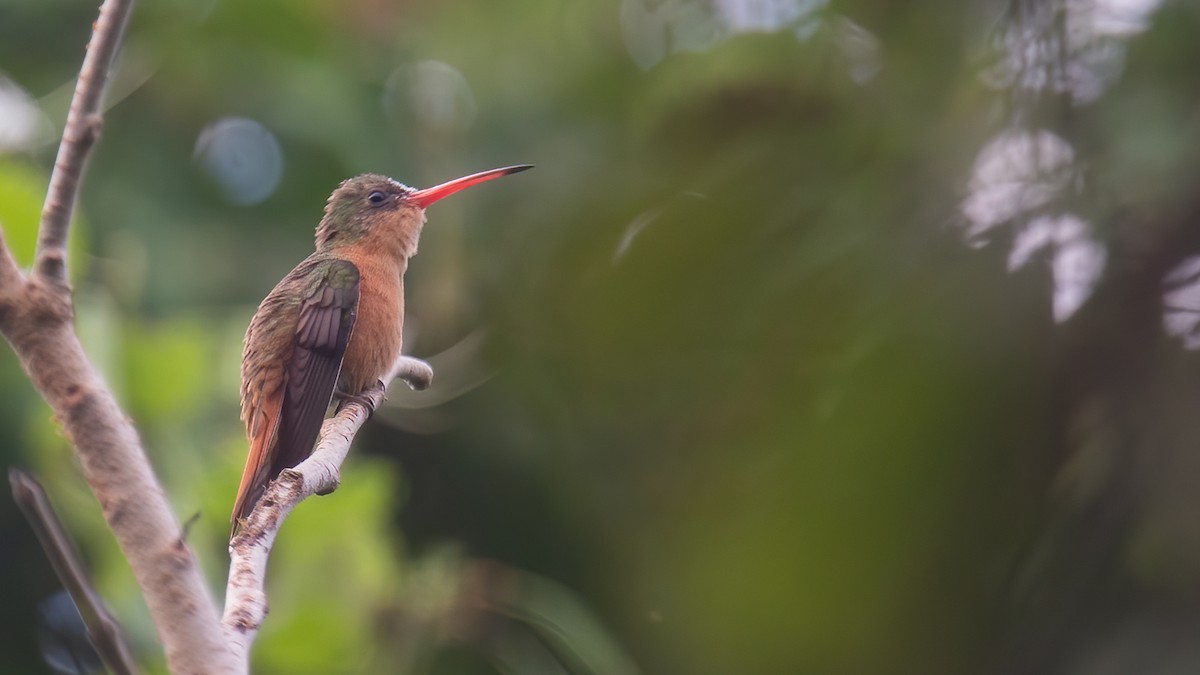 Cinnamon Hummingbird (Mainland) - Robert Tizard