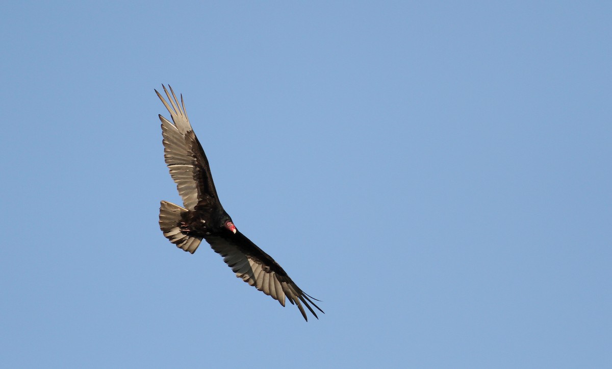 Turkey Vulture - ML42908141