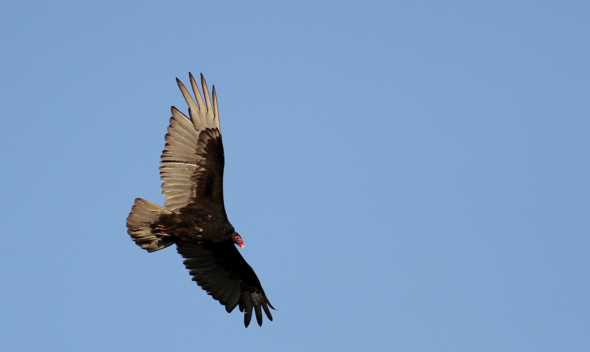 Turkey Vulture - ML42908161