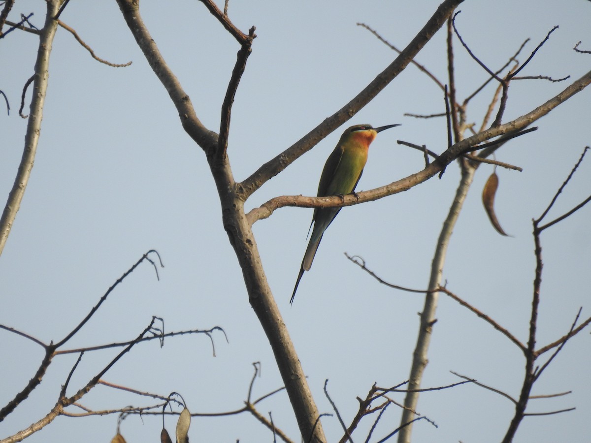 Blue-tailed Bee-eater - ML429091801