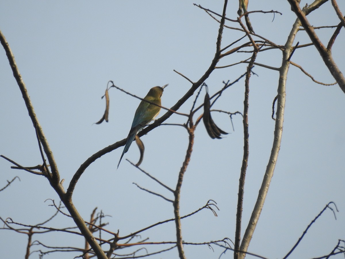Blue-tailed Bee-eater - T R Shankar Raman