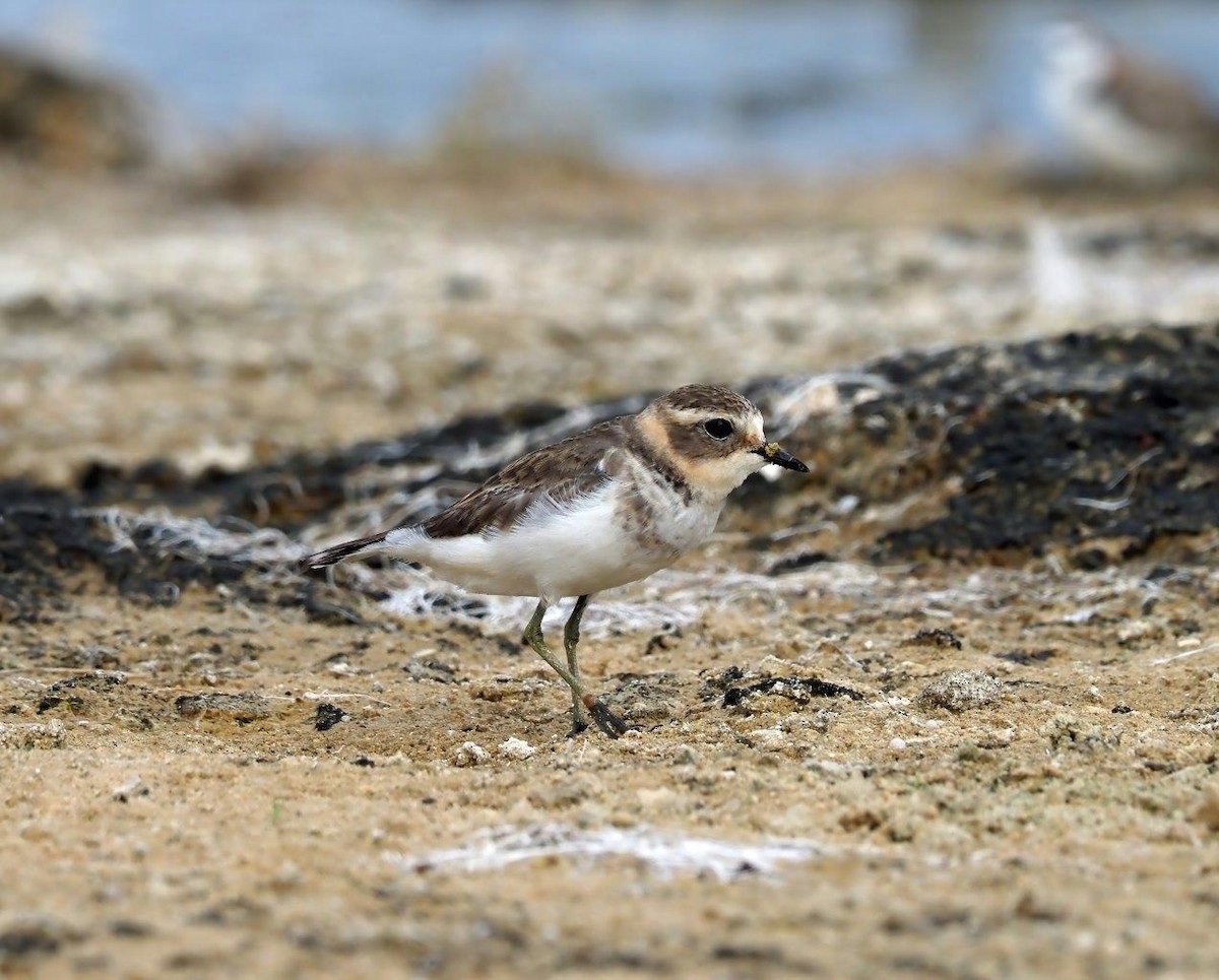 Double-banded Plover - Tony Richards