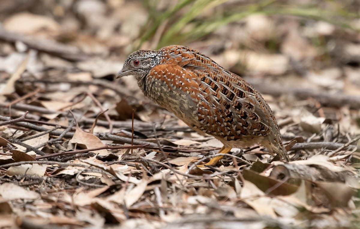 Painted Buttonquail - David Ongley