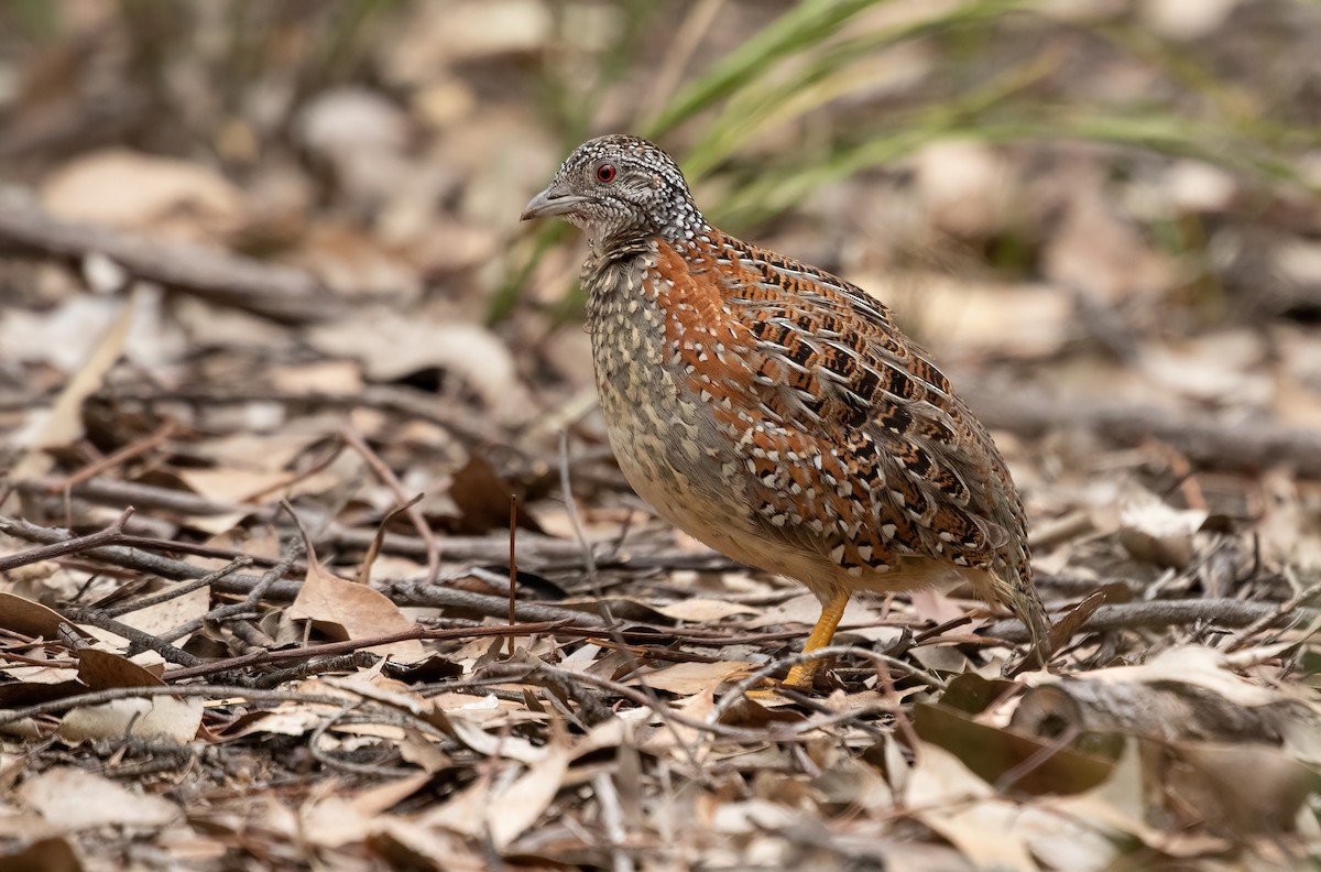 Painted Buttonquail - ML429100521