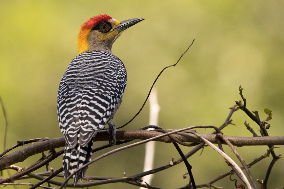 Golden-cheeked Woodpecker - ML429101831