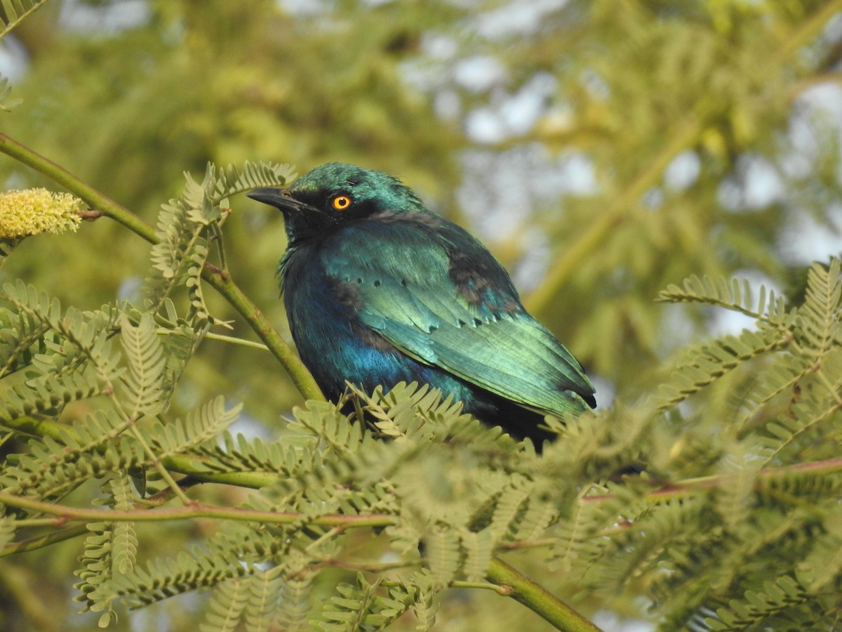 Greater Blue-eared Starling - ML429106161