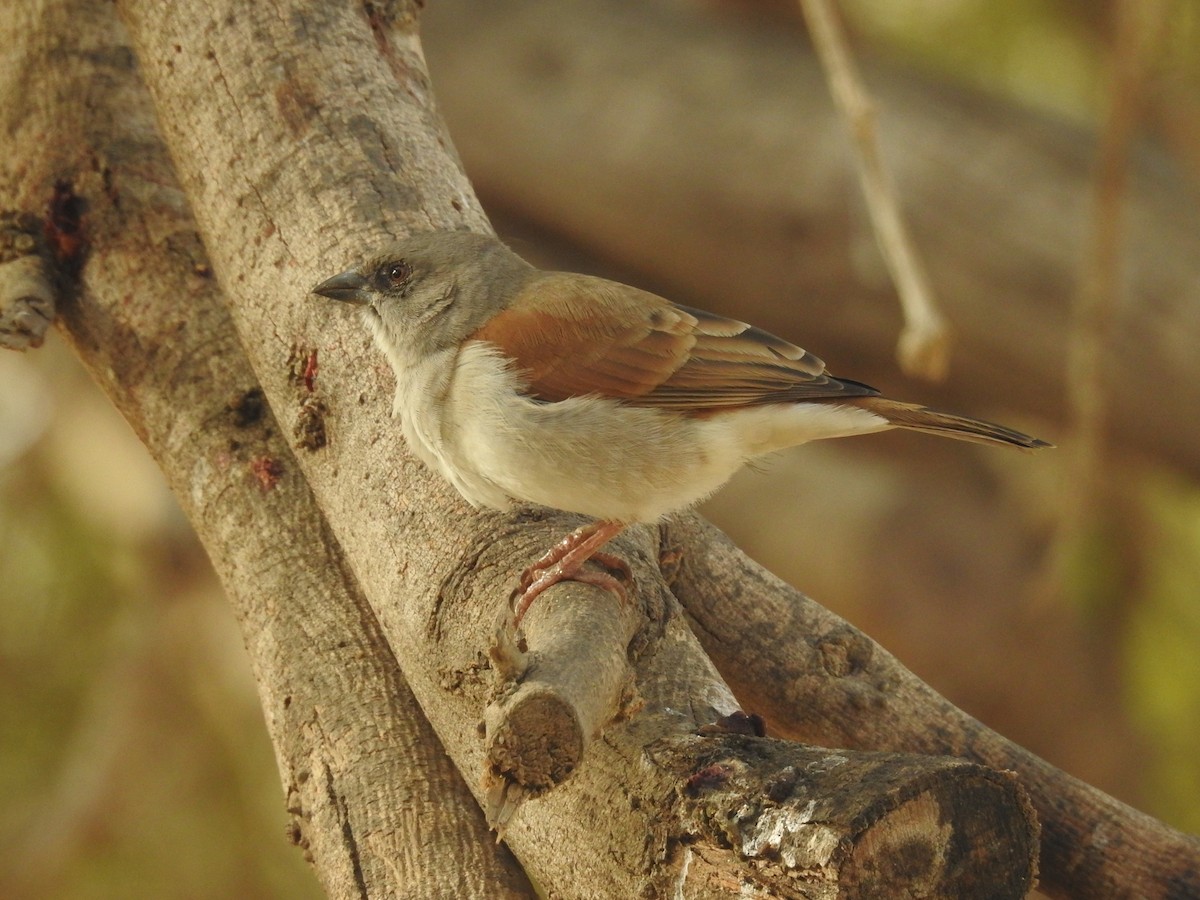 Northern Gray-headed Sparrow - ML429106261