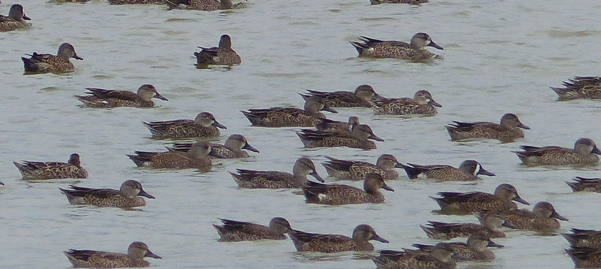Blue-winged Teal - ML42910841