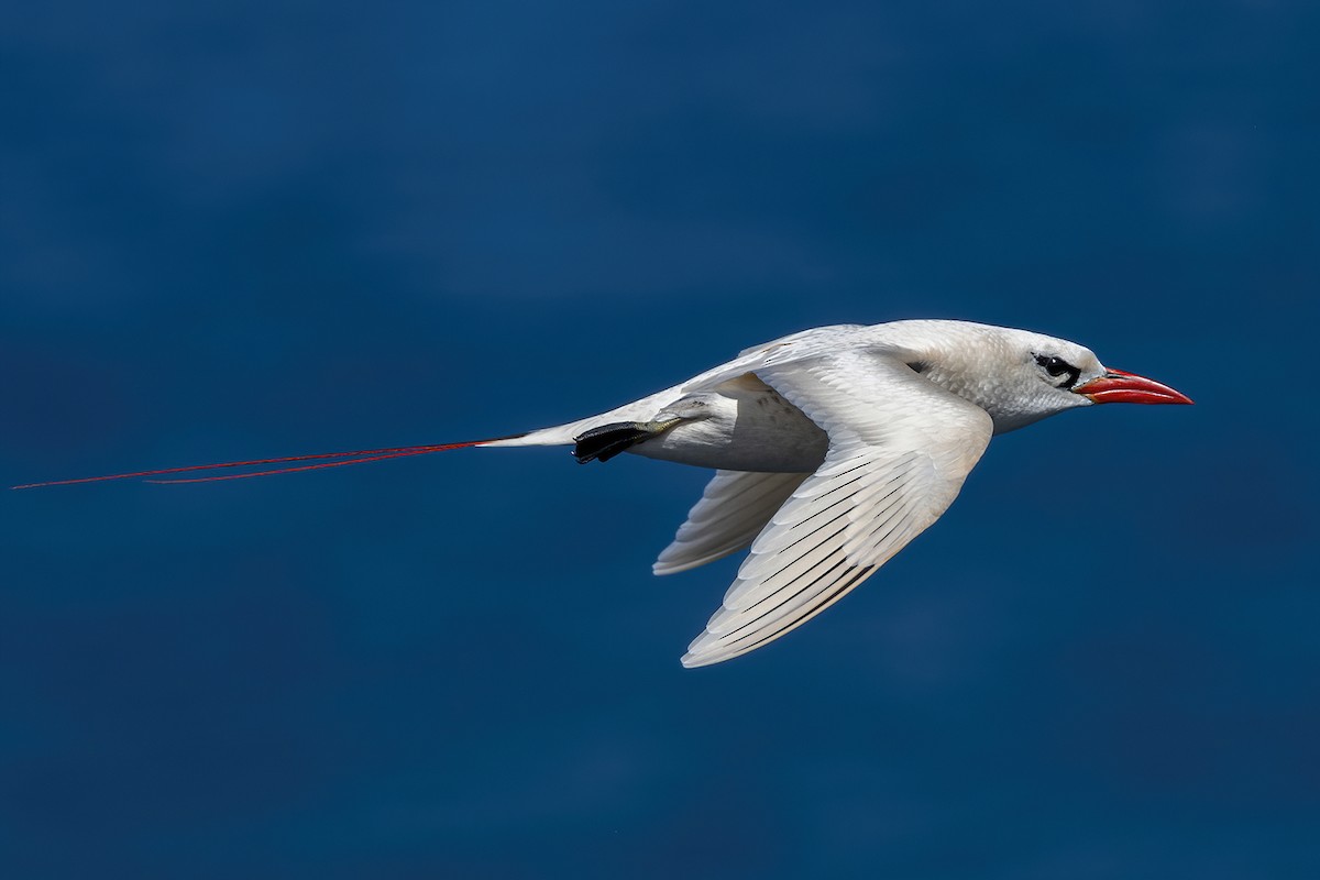 Red-tailed Tropicbird - ML429109391