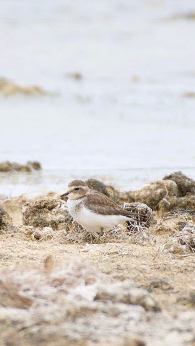 Double-banded Plover - ML429110251