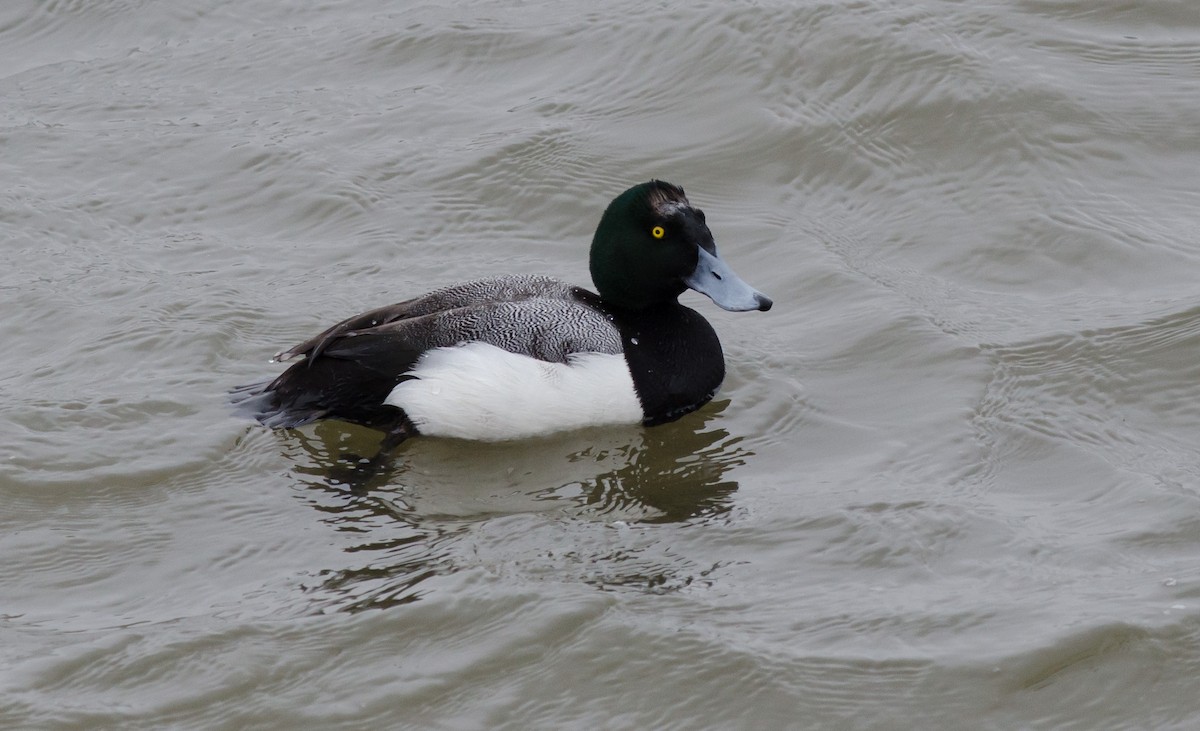 Greater Scaup - ML429111001