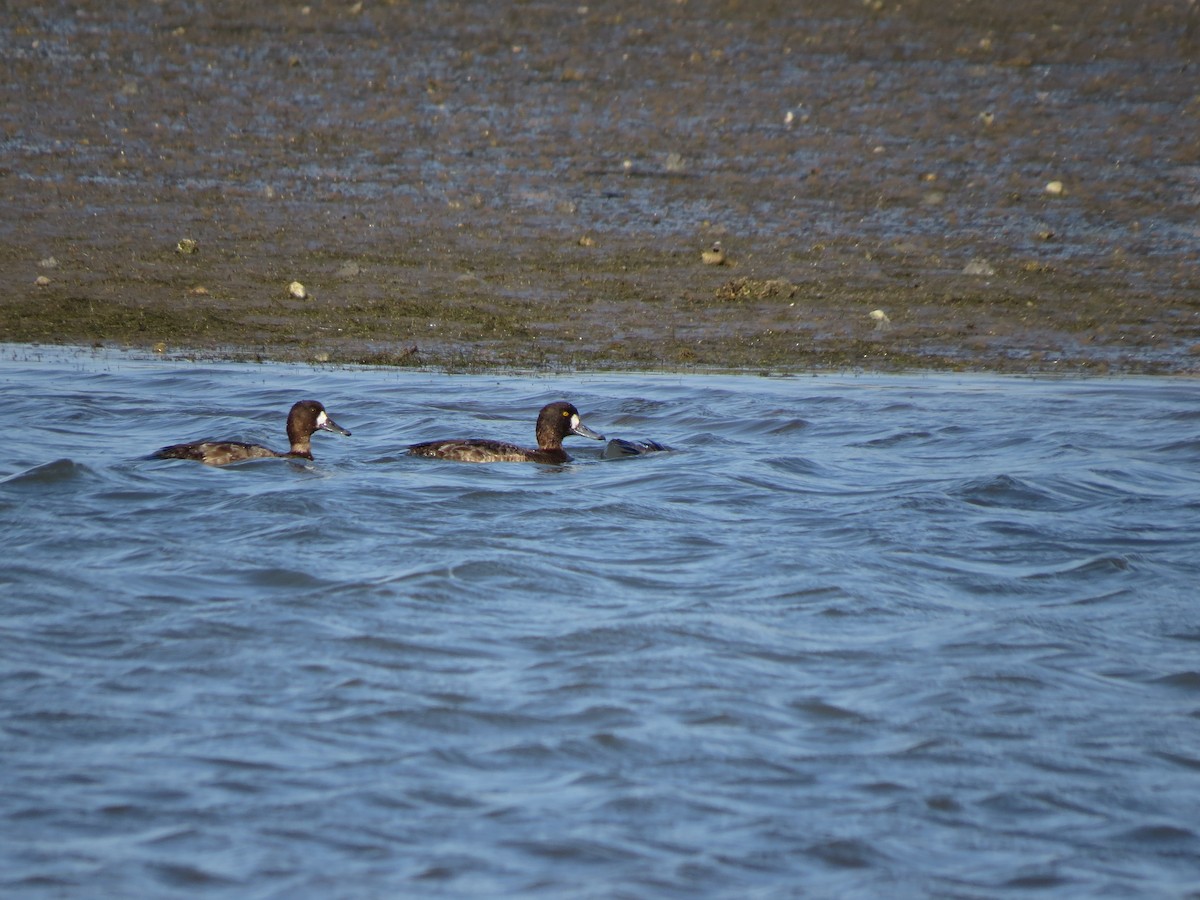 Greater Scaup - ML429120791