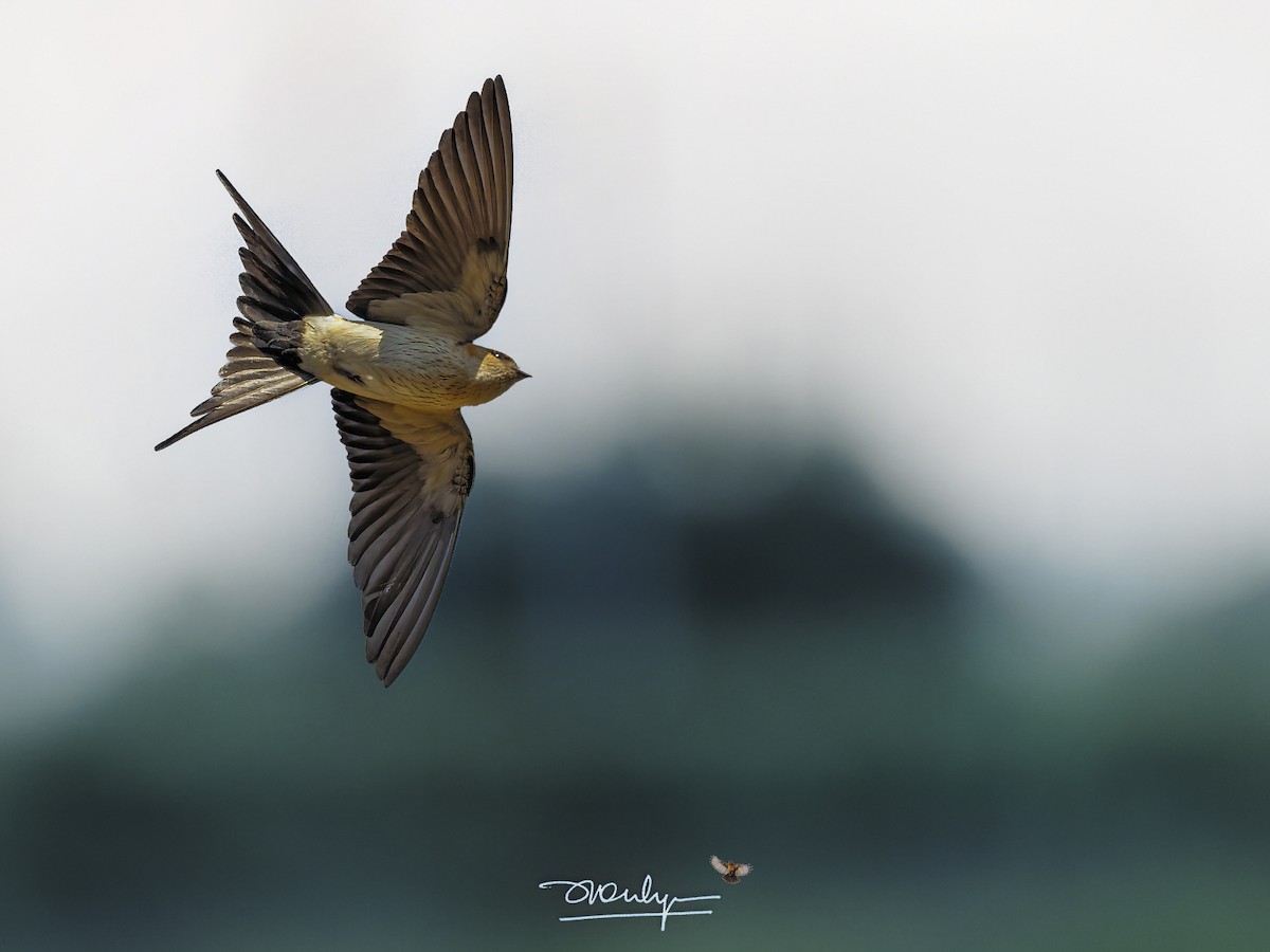 Red-rumped Swallow - ML429122951