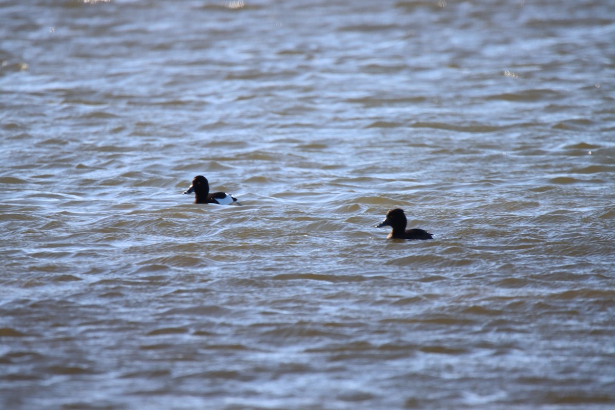 Tufted Duck - ML429123631