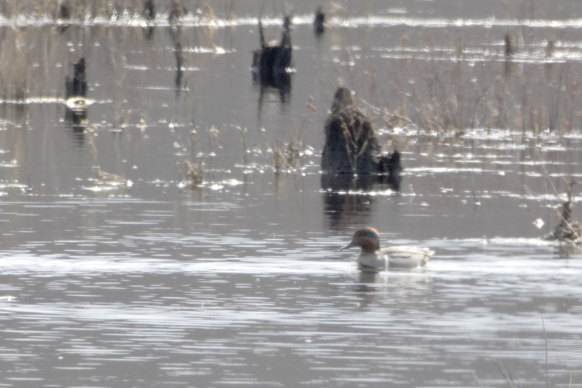 Green-winged Teal - ML429123651