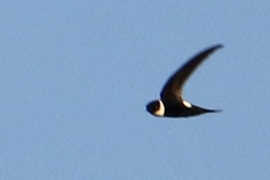 Lesser Swallow-tailed Swift - Scott Clark