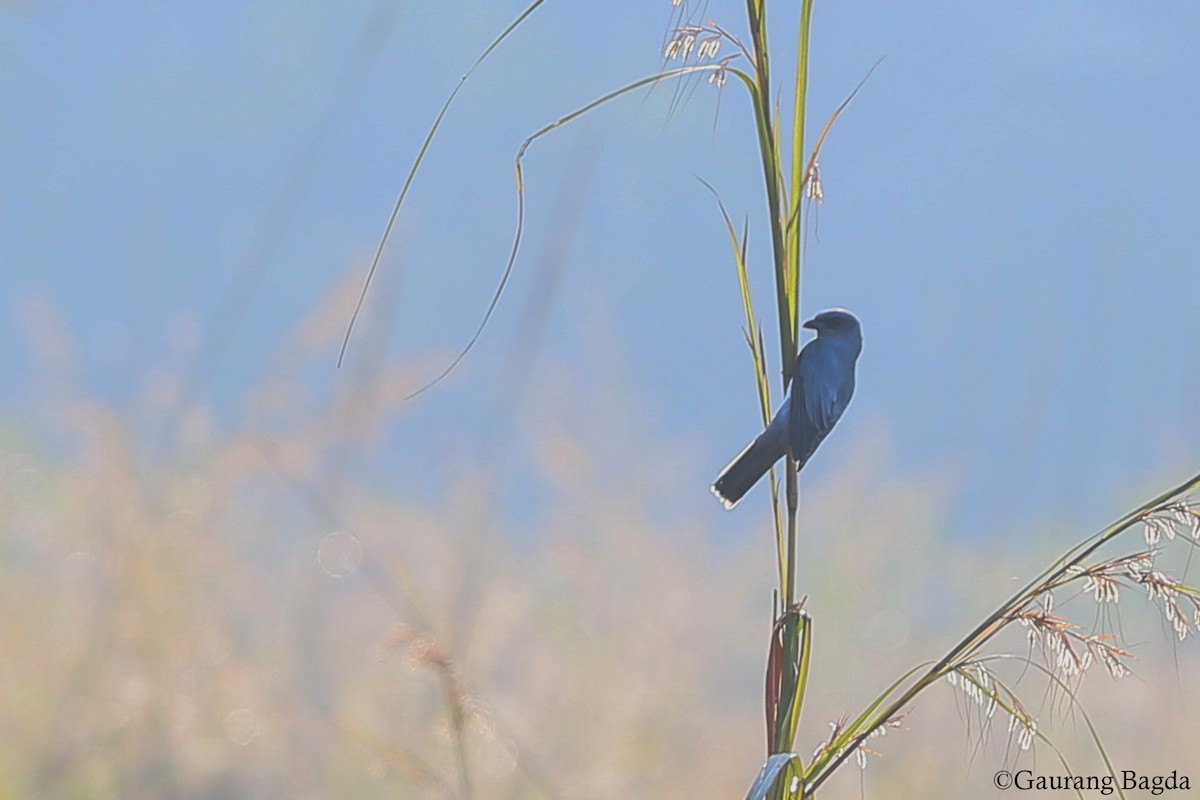 Black-winged Cuckooshrike - Gaurang Bagda