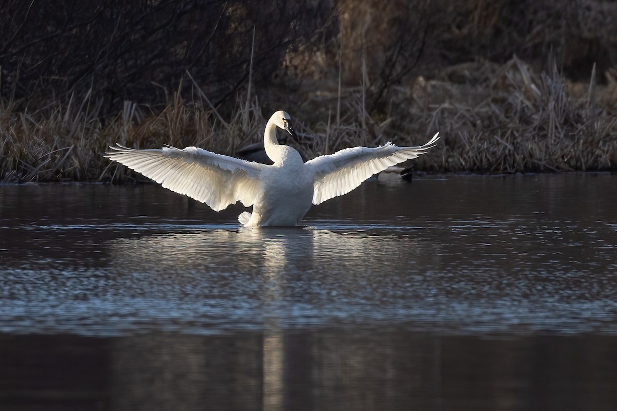 Tundra Swan (Whistling) - Lyall Bouchard