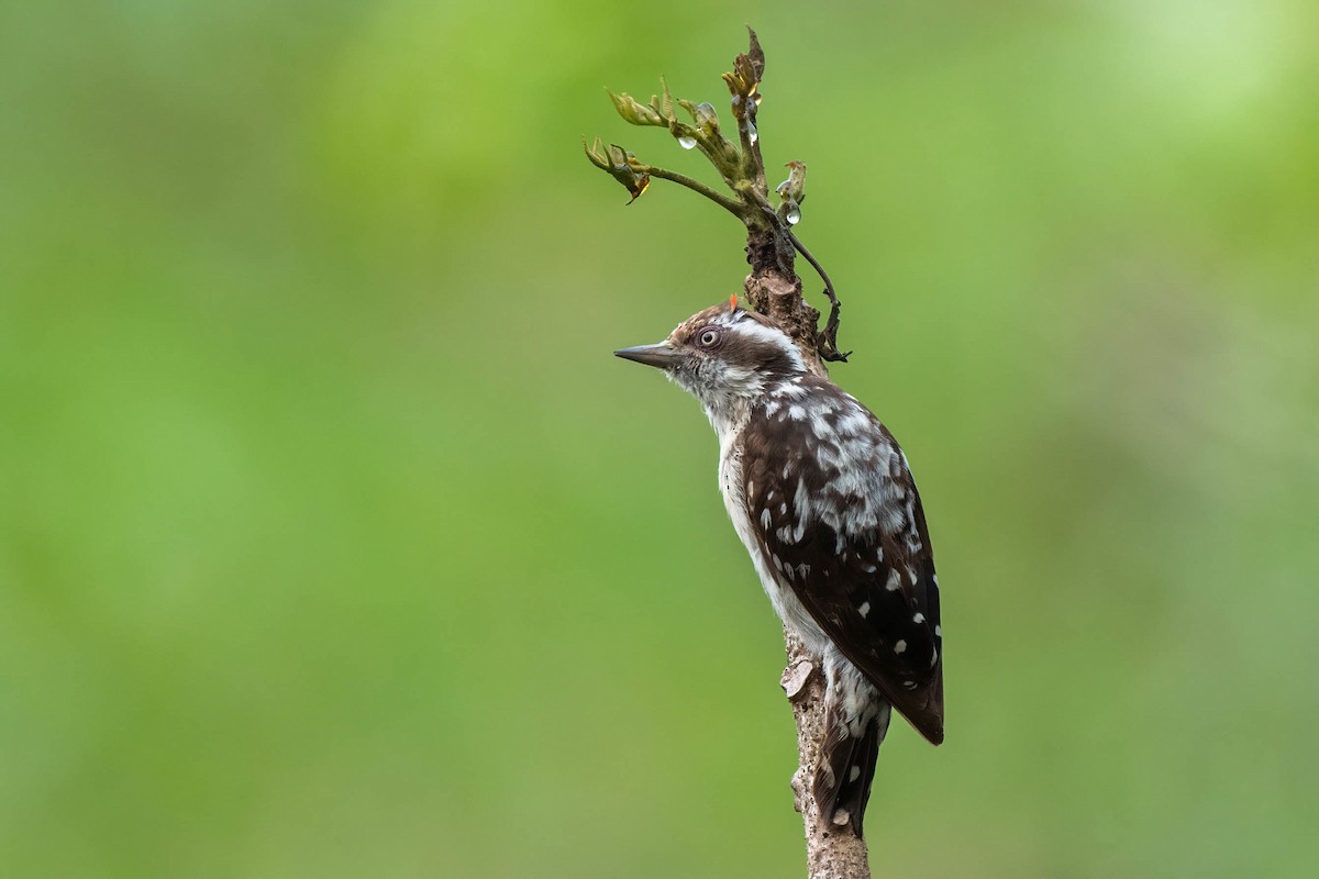 Brown-capped Pygmy Woodpecker - ML429135351