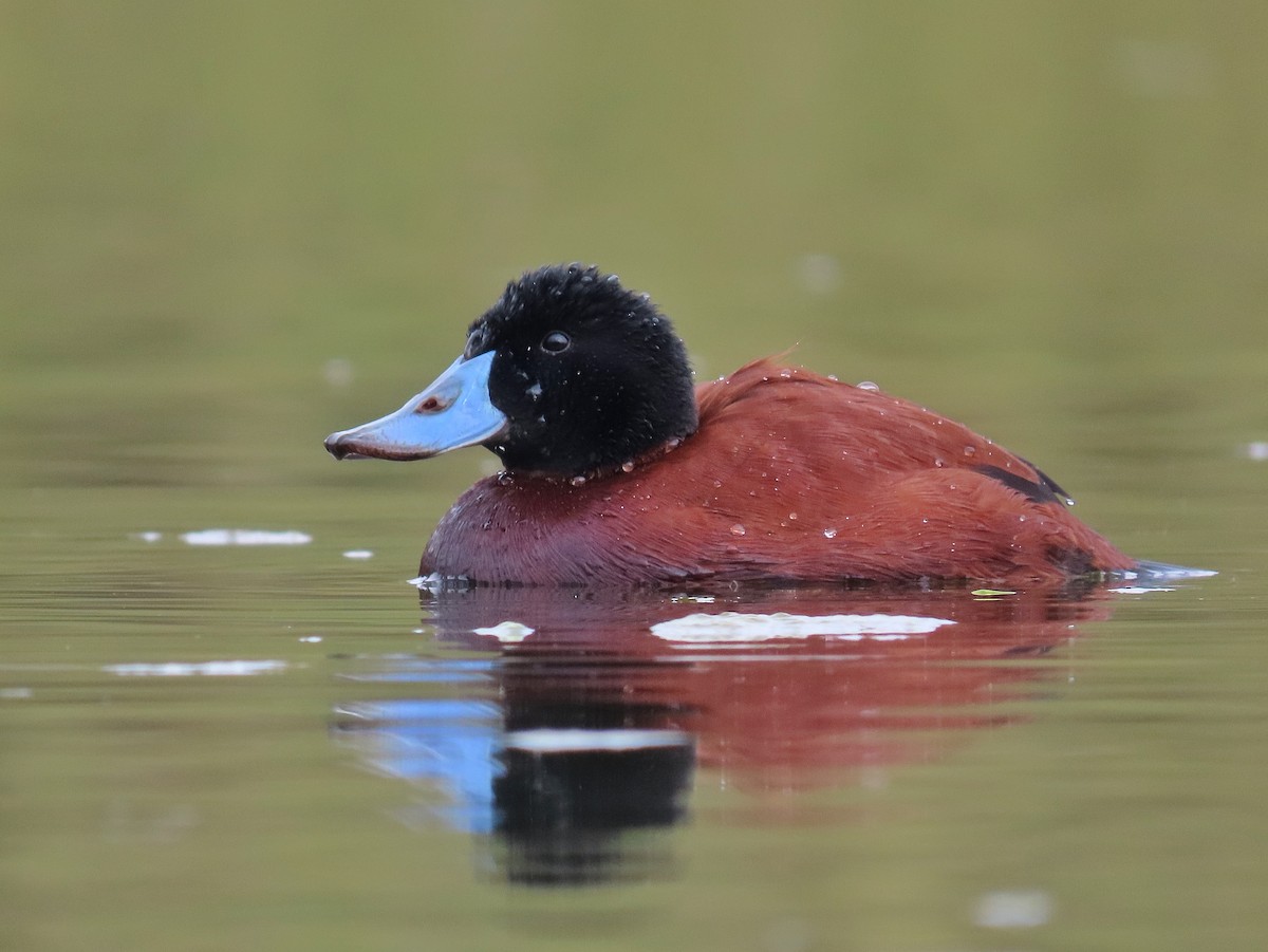 Andean Duck - ML429152561