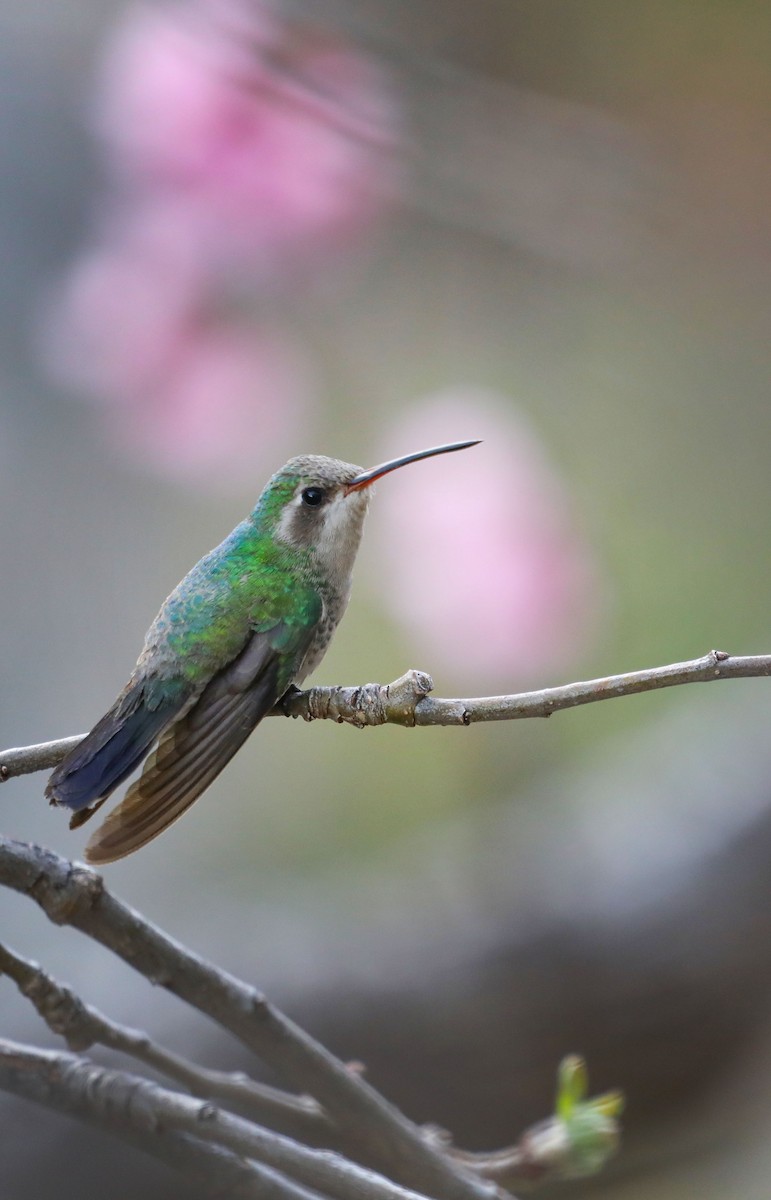 Broad-billed Hummingbird - ML429164101