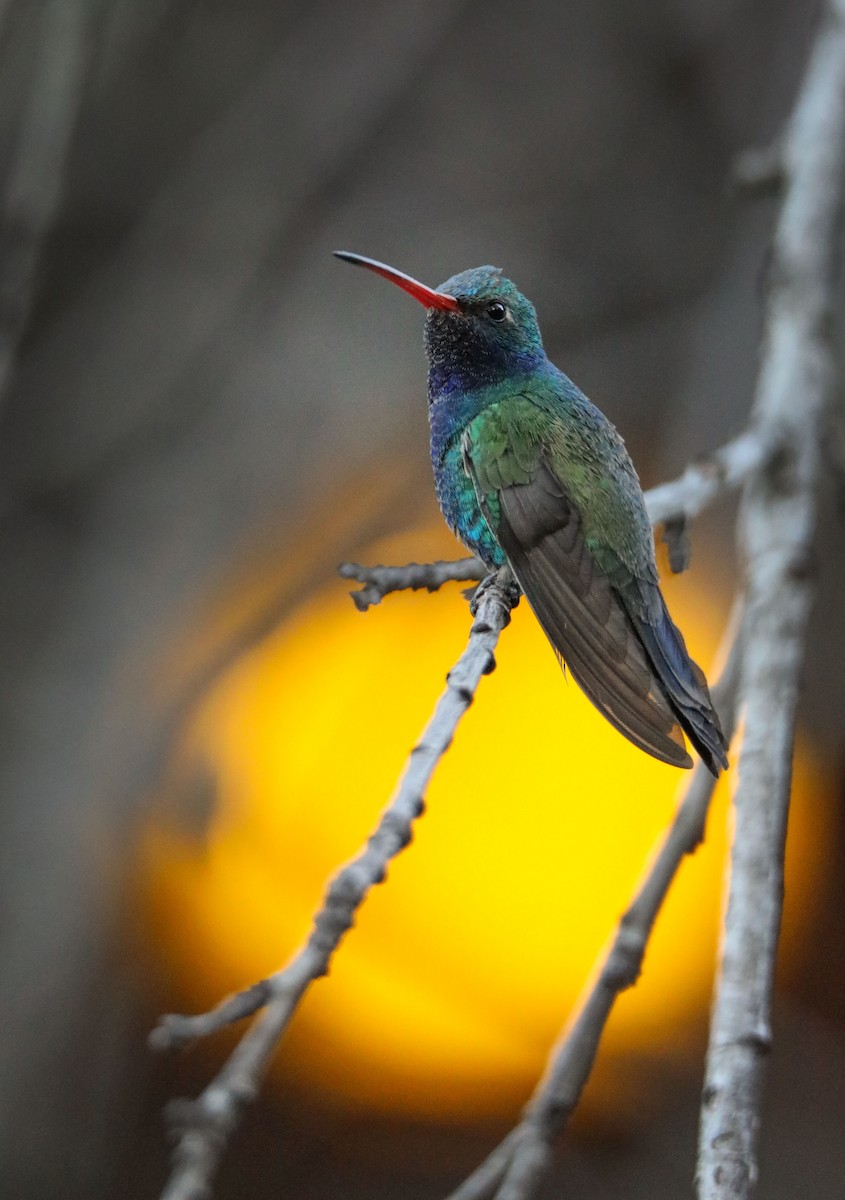 kolibřík širokozobý - ML429164121