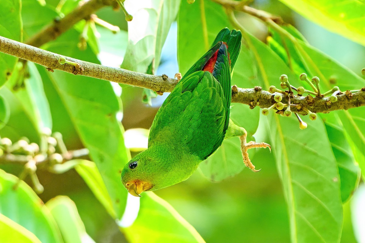Blue-crowned Hanging-Parrot - Yuh Woei Chong
