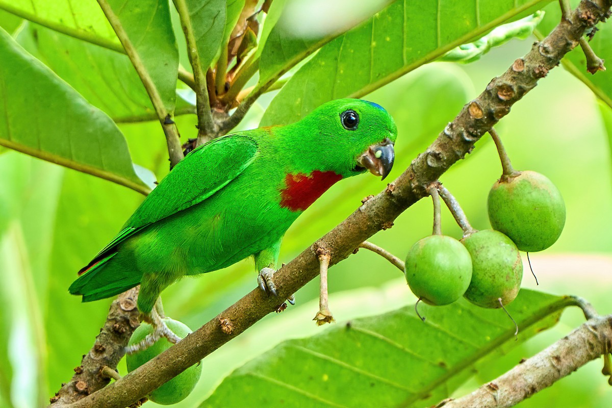 Blue-crowned Hanging-Parrot - Yuh Woei Chong