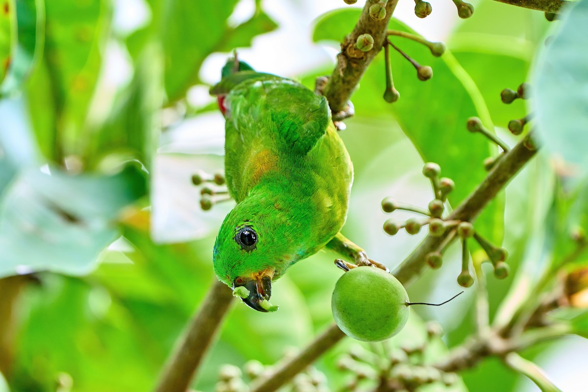 Blue-crowned Hanging-Parrot - ML429169451