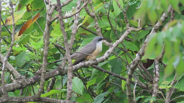 Mangrove Cuckoo - ML429171261