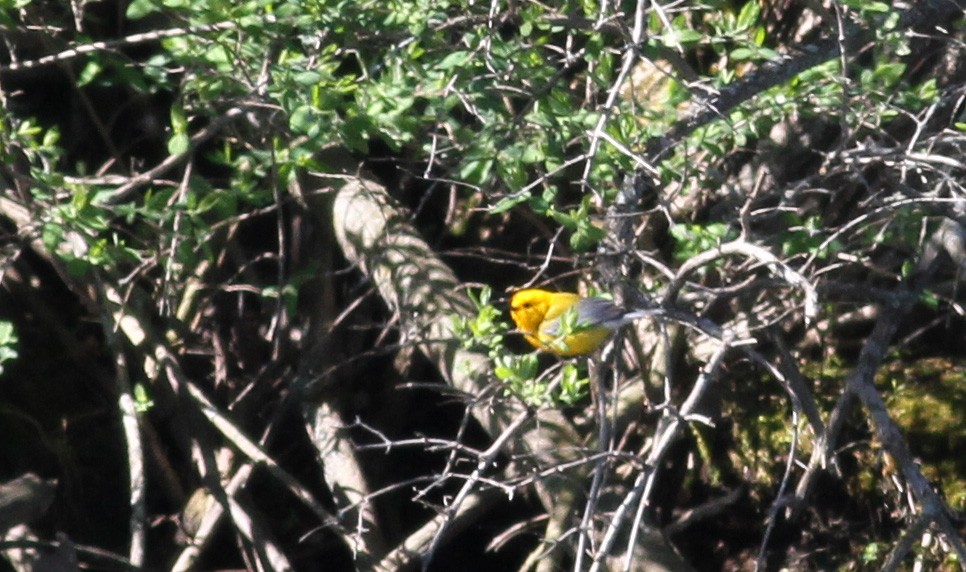 Prothonotary Warbler - ML42917221