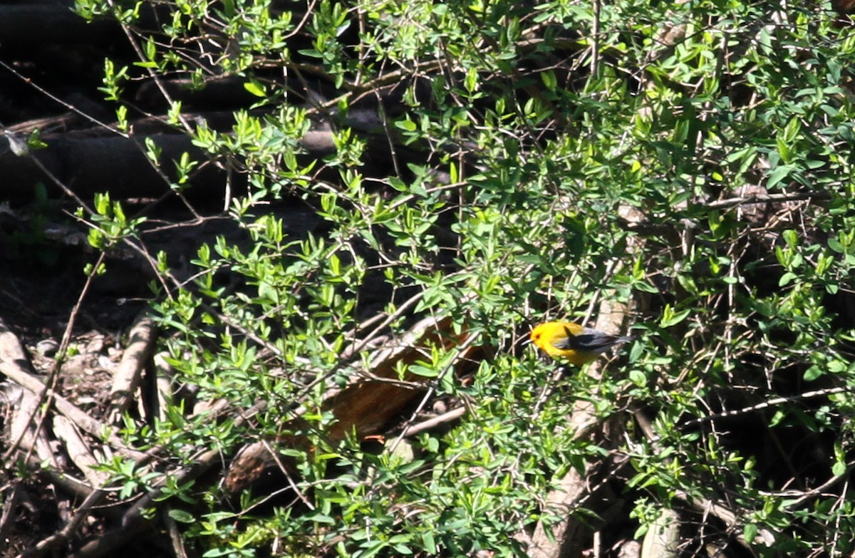 Prothonotary Warbler - ML42917241
