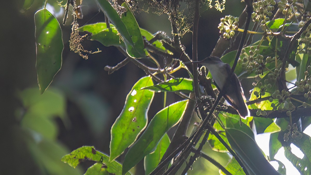 Azure-crowned Hummingbird (Azure-crowned) - ML429178761