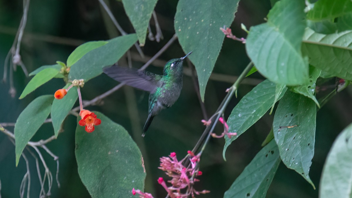 Emerald-chinned Hummingbird - ML429179261