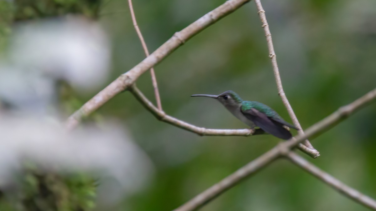 Wedge-tailed Sabrewing (Curve-winged) - ML429179441