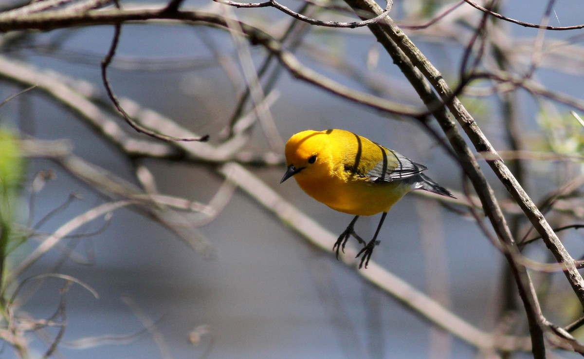 Prothonotary Warbler - ML42917951