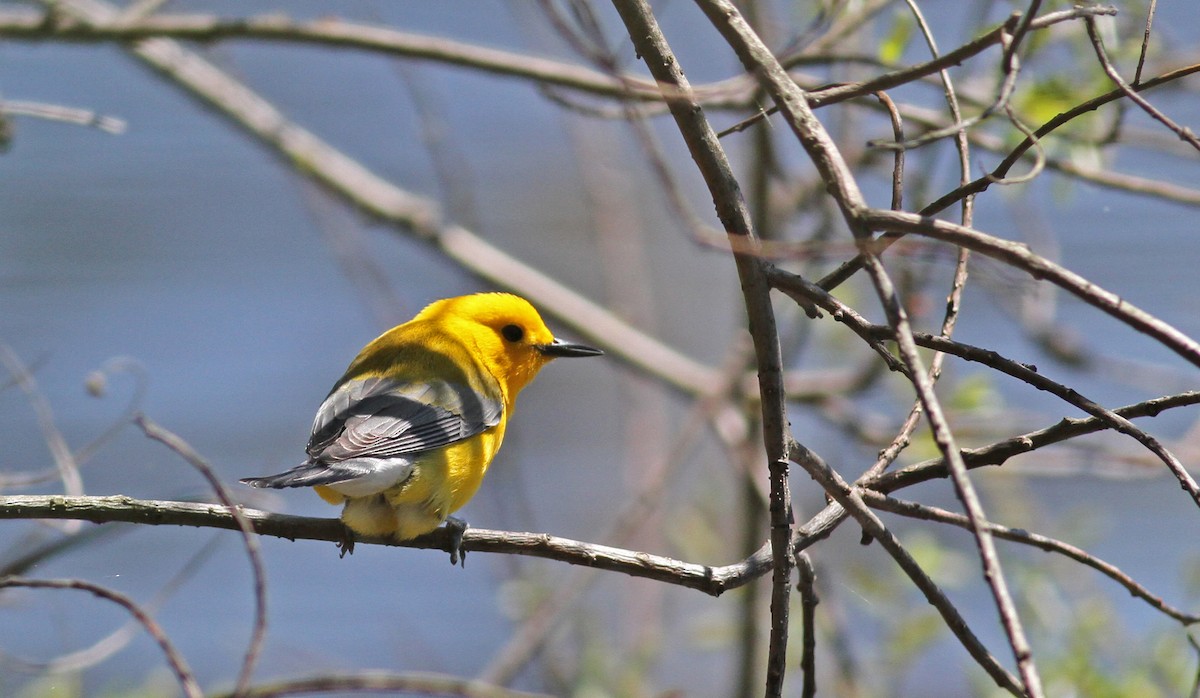 Prothonotary Warbler - ML42917961