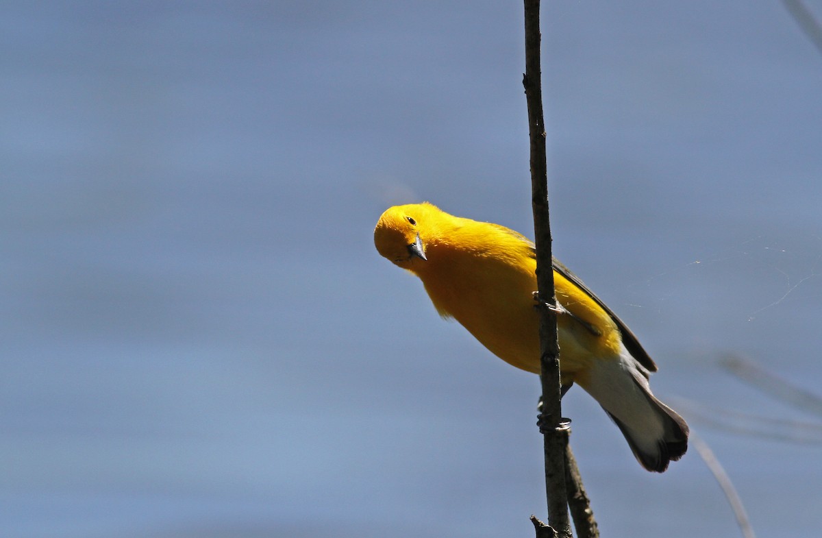 Prothonotary Warbler - ML42918061
